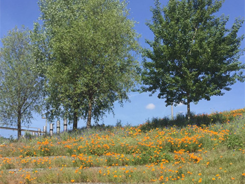 2017英國景觀專業考察交流Day2:徜徉植物世界