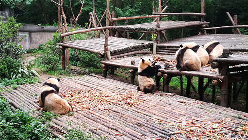 奧克拉荷馬州立大學(xué)景觀專業(yè)學(xué)生來(lái)華交流8