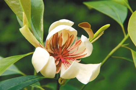 四川拯救植物界“大熊貓”