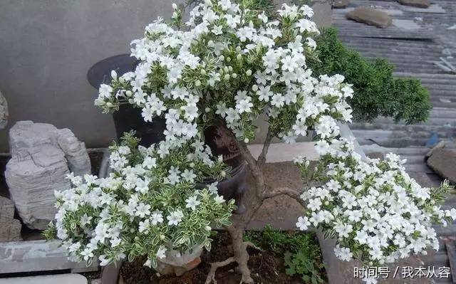 盆景的四大名樹令人愛不釋手