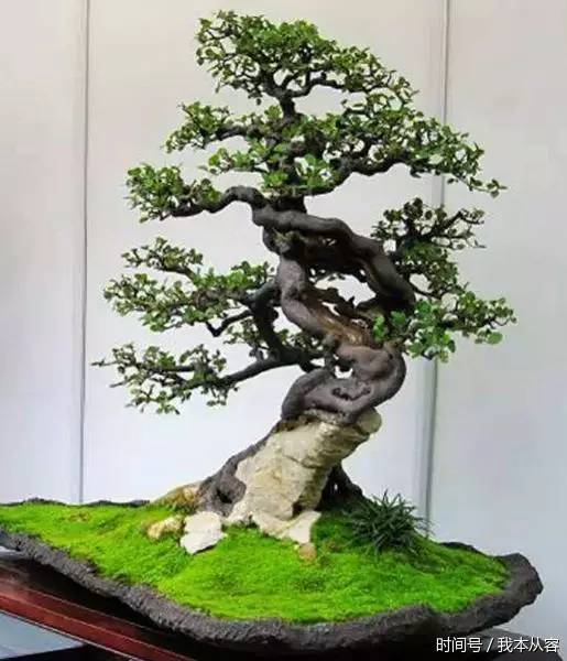 盆景的四大名樹令人愛不釋手