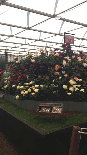 2017英國景觀專業考察Day3：切爾西花展