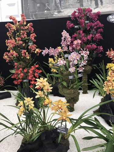 2017英國景觀專業考察Day3：切爾西花展