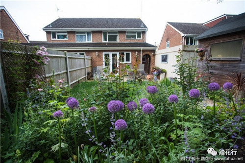 大花蔥花境裝點你五月的花園