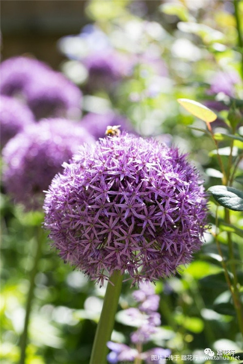 大花蔥花境裝點你五月的花園