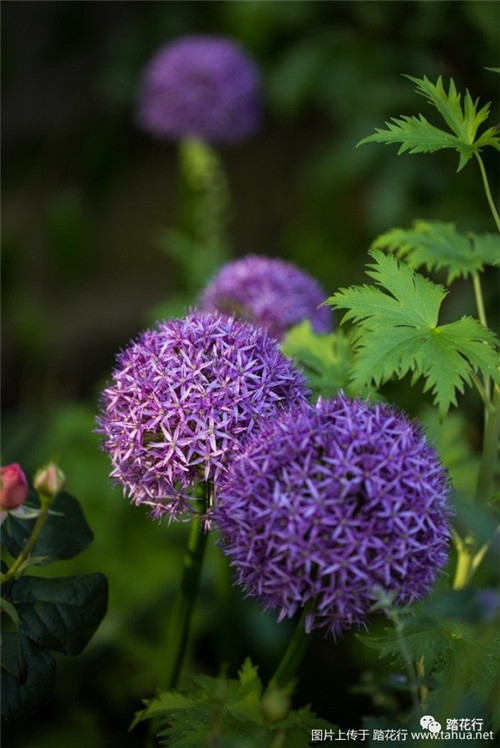 大花蔥花境裝點(diǎn)你五月的花園