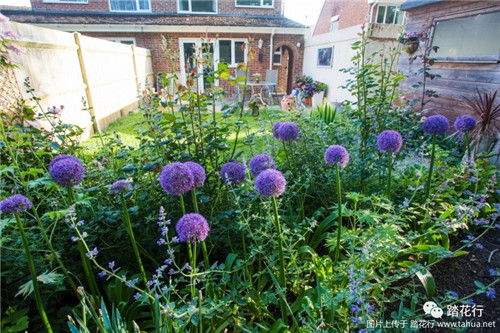 大花蔥花境裝點(diǎn)你五月的花園