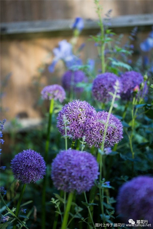 大花蔥花境裝點(diǎn)你五月的花園