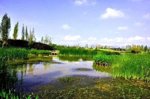 為什么濕地被稱為“地球之腎”