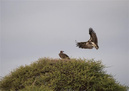 走進肯尼亞安博塞利國家公園