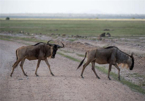 走進肯尼亞安博塞利國家公園