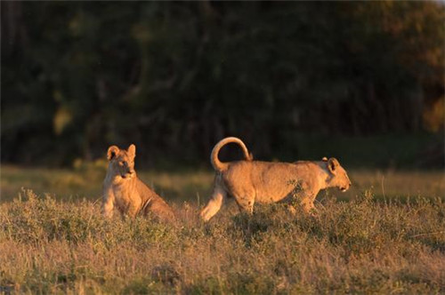 走進肯尼亞安博塞利國家公園