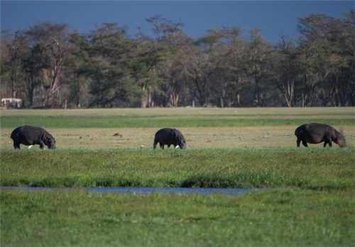 走進肯尼亞安博塞利國家公園