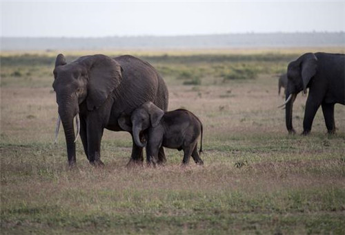 走進肯尼亞安博塞利國家公園