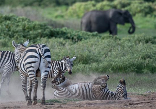 走進(jìn)肯尼亞安博塞利國家公園