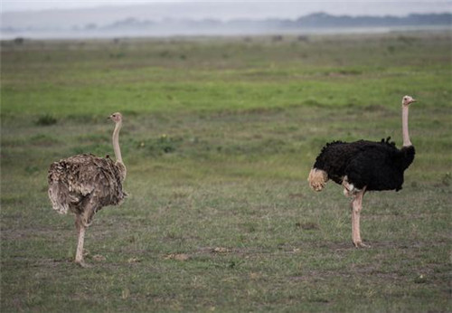 走進(jìn)肯尼亞安博塞利國家公園