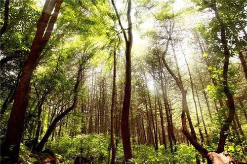 陜西黃陵國家森林公園科普科普教育基地
