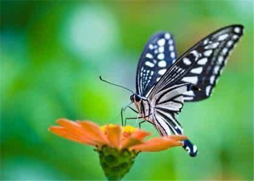 陜西黃陵國(guó)家森林公園科普科普教育基地
