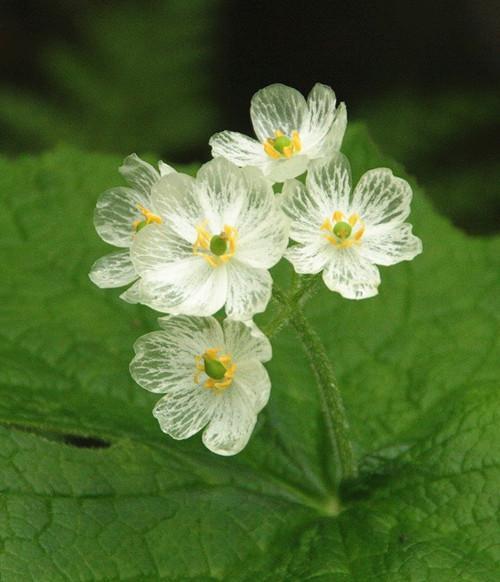 淋雨之后花瓣即變透明的日本山荷葉很神奇