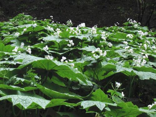 淋雨之后花瓣即變透明的日本山荷葉很神奇
