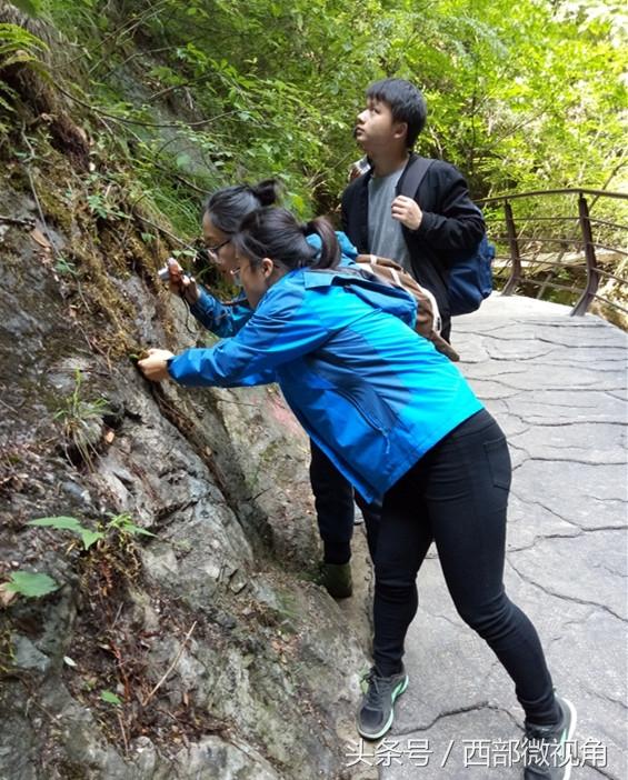 陜西金絲峽景區發現獨蒜蘭居群