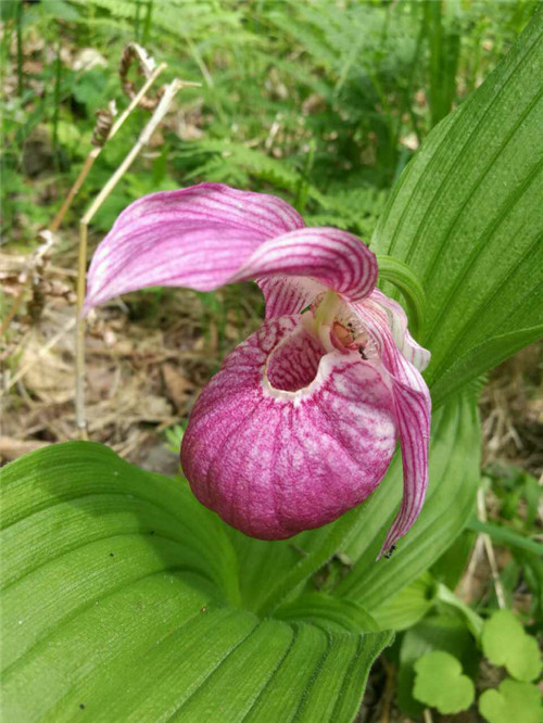 珍寶島濕地野生動植物本底調查進展順利