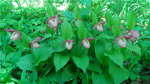 珍寶島濕地野生動植物本底調查進展順利