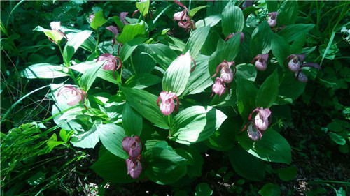 珍寶島濕地野生動植物本底調查進展順利
