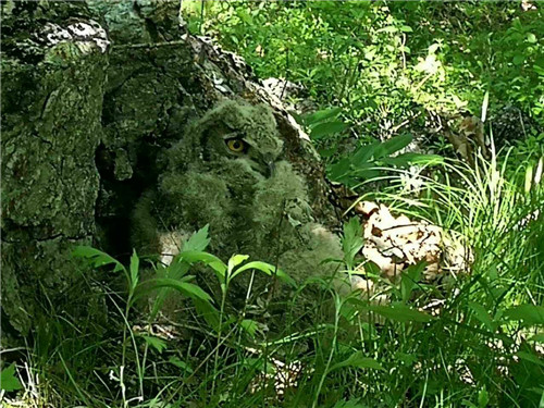 珍寶島濕地野生動植物本底調查進展順利