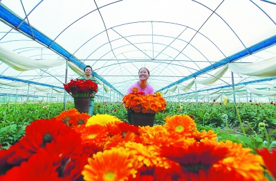 一個偏遠貧困小縣如何發展為鮮切花之鄉？