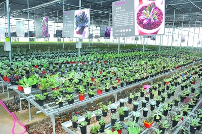 一個偏遠貧困小縣如何發展為鮮切花之鄉？