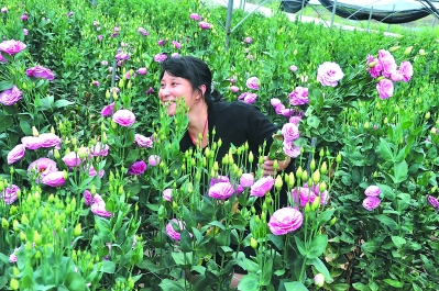 一個偏遠貧困小縣如何發展為鮮切花之鄉？