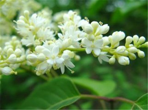 八達嶺國家森林公園2萬多株暴馬丁香盛放