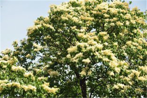 八達嶺國家森林公園2萬多株暴馬丁香盛放