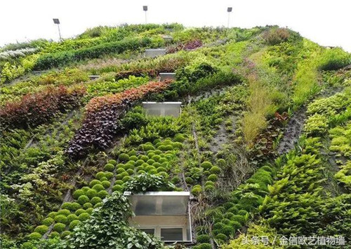 立體綠化植物墻為何這么受歡迎?