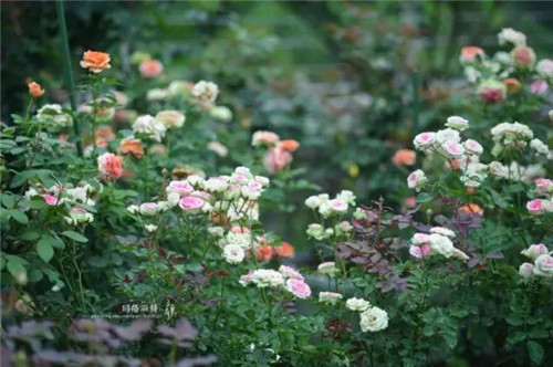 露臺上建造的花園