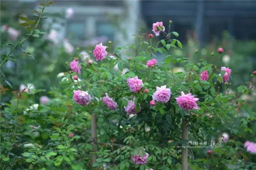 露臺上建造的花園