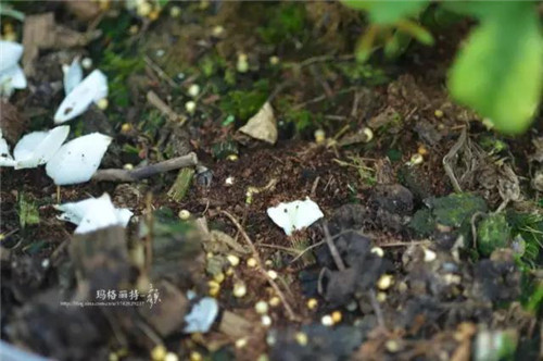 露臺上建造的花園