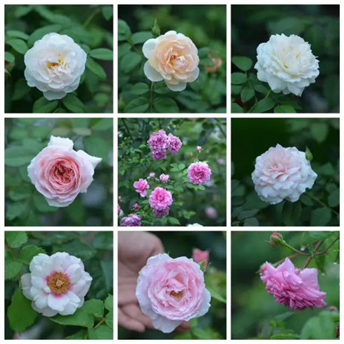 露臺上建造的花園