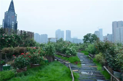 露臺上建造的花園