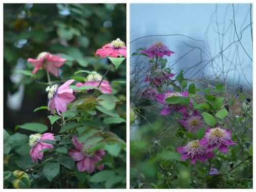 露臺上建造的花園