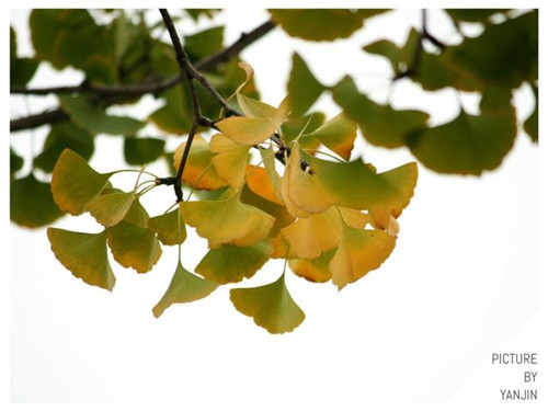 西方廣泛栽培的觀賞樹木很多來自中國