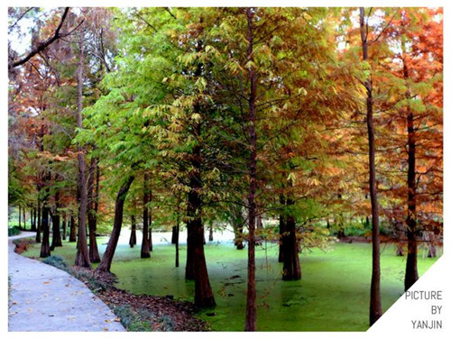 西方廣泛栽培的觀賞樹木很多來自中國