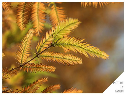 西方廣泛栽培的觀賞樹木很多來自中國