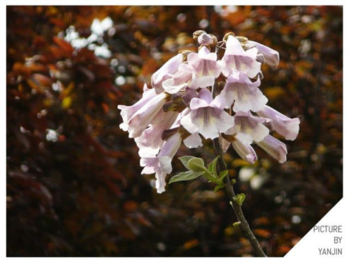 西方廣泛栽培的觀賞樹木很多來自中國