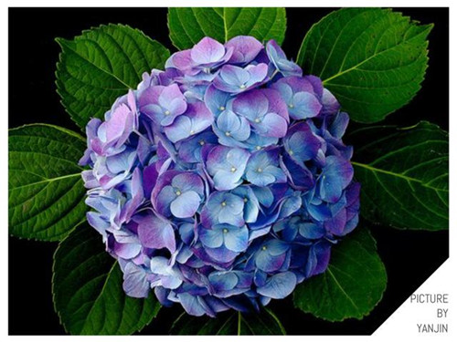 西方廣泛栽培的觀賞樹木很多來自中國