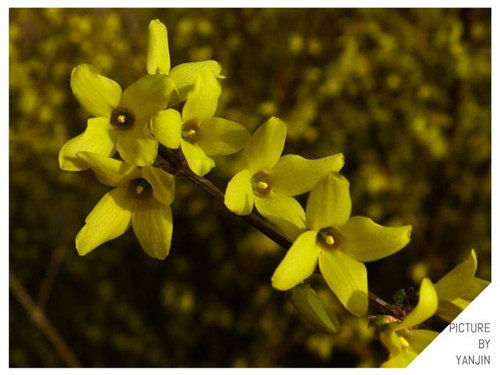 西方廣泛栽培的觀賞樹木很多來自中國