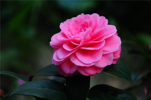 西方廣泛栽培的觀賞樹木很多來自中國