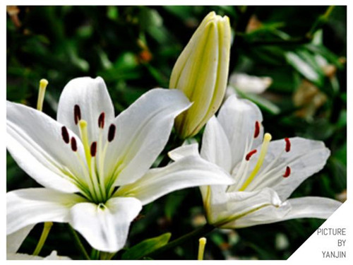 西方廣泛栽培的觀賞樹木很多來自中國