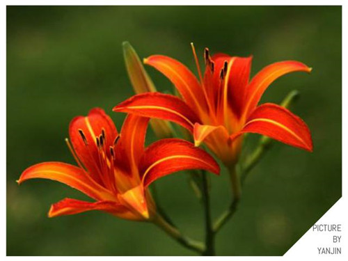 西方廣泛栽培的觀賞樹木很多來自中國